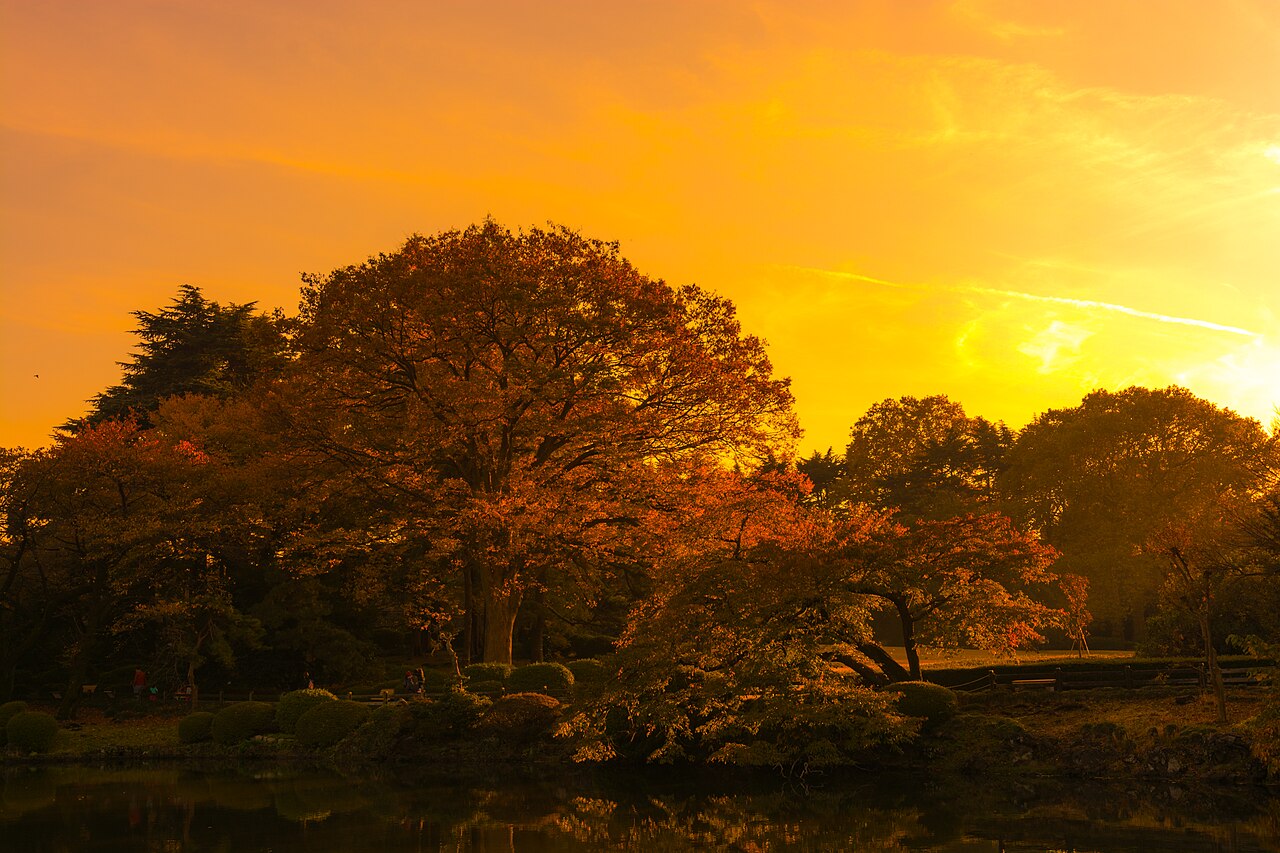 夕暮れに染まる公園の大木と池