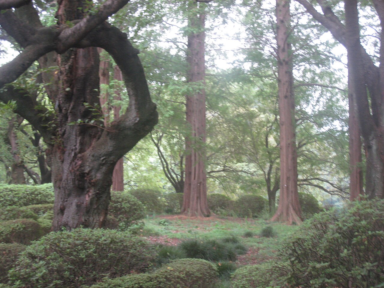 緑深い公園の木立