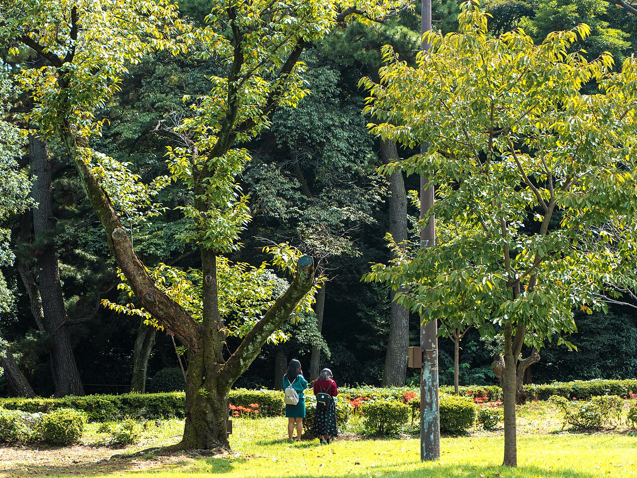 紅葉が色づく木々の下を歩く人々