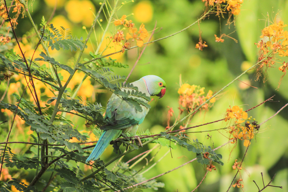 花の咲く枝にとまるワカケホンセイインコ