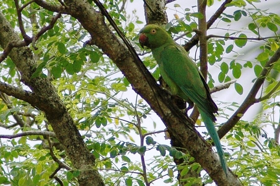 緑の葉を背に枝にとまるワカケホンセイインコ